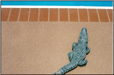 Before and After Photoes